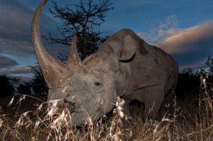 Olpejeta conservancy wildlife sanctuary