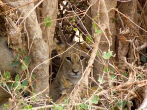 Tsavo West national Park